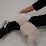 犬の幼稚園 バニラちゃんとトレーニング