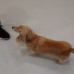 犬の幼稚園 ナノちゃんとトレーニング