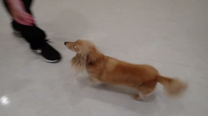 犬の幼稚園 ナノちゃんとトレーニング