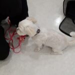 犬の幼稚園 ラフくんとトレーニング