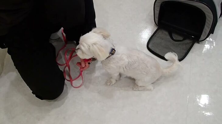 犬の幼稚園 ラフくんとトレーニング