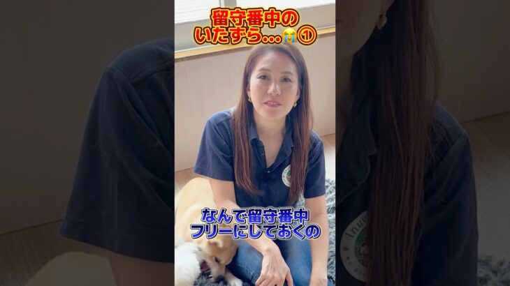 留守番中のいたずら😭😭#ドッグトレーナー #イヌバーシティ #子犬育て #いぬのいるくらし #しつけ #子犬のしつけ #ドッグビヘイビアリスト #犬のいる暮らし