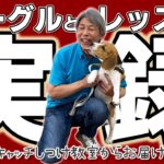ビーグルの子犬と色々トレーニングしたよ！しつけ教室での様子を大公開！