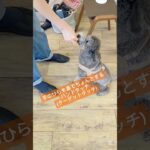 トリック体験♪#こいぬ#しつけ方#かわいい犬