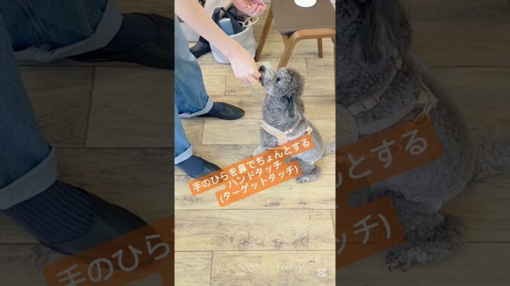 トリック体験♪#こいぬ#しつけ方#かわいい犬