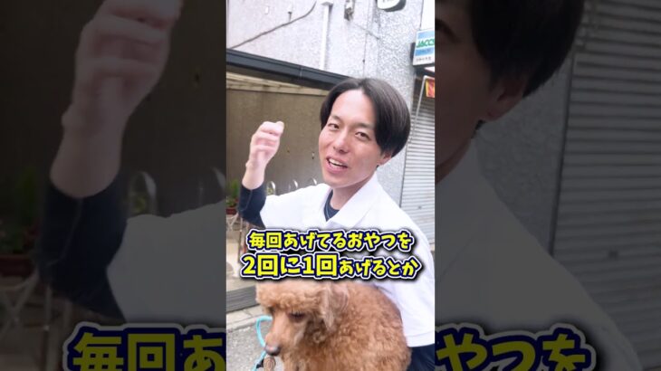 【犬しつけ】おやつも大事だけど…