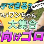 【犬のしつけ】みんなでゴロン♪犬が喜ぶコツを徹底解説！