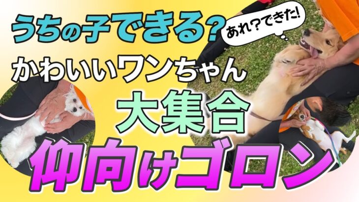 【犬のしつけ】みんなでゴロン♪犬が喜ぶコツを徹底解説！