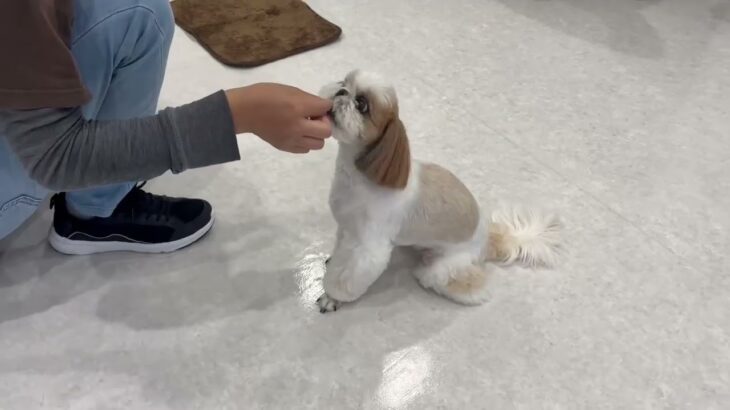 犬の幼稚園 さくらちゃんとトレーニング