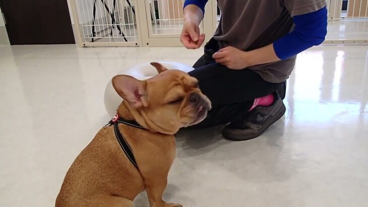 犬の幼稚園 レオくんとトレーニング