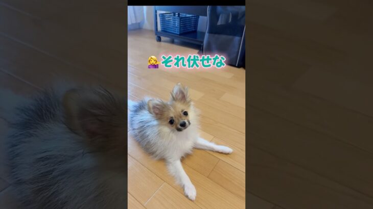 【しつけ失敗パターン】　　　　　#ポメチワ #チワポメ #犬 #子犬 #パピー #犬のいる暮らし #犬のいる生活