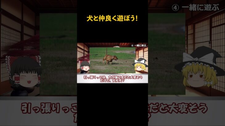 犬と仲良く遊ぼう！　#犬 #犬の飼い方 #犬との暮らし #犬のしつけ #犬の気持ち #犬との仲良し #犬好き #ペット #動物 #ゆっくり解説