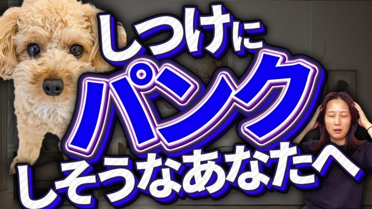 【犬のしつけ】どれから始めたらいいのか分からない時、まずは“コレ”から見直してみて下さい！