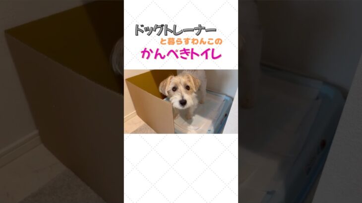 ジャックラッセルテリア　ライのトイレトレーニング！ #ジャックラッセルテリア #犬 #トイレトレーニング #犬のしつけ#犬のいる暮らし #ドッグトレーニング