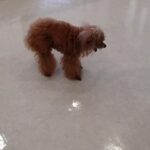 犬の幼稚園 ドレミちゃんとトレーニング