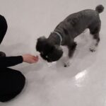 犬の幼稚園 レオンくんとトレーニング