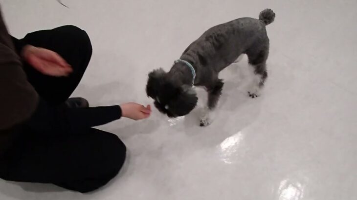 犬の幼稚園 レオンくんとトレーニング