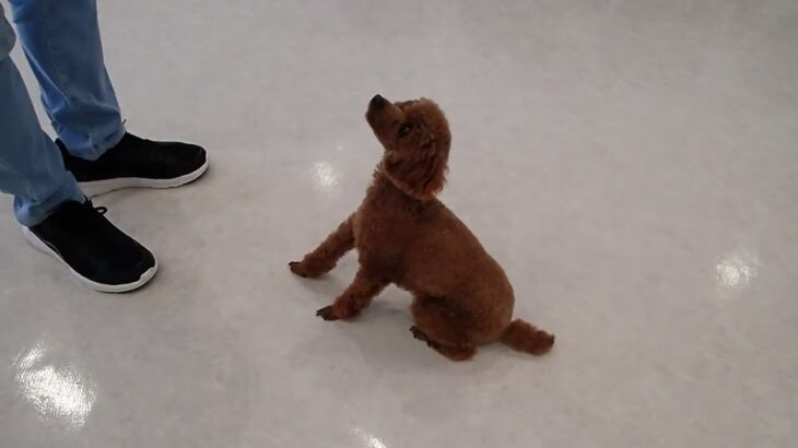 犬の幼稚園 るるちゃんとトレーニング