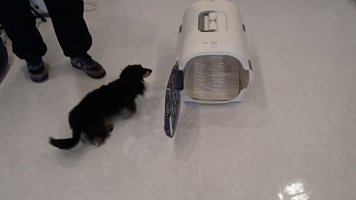 犬の幼稚園 メイちゃんとトレーニング