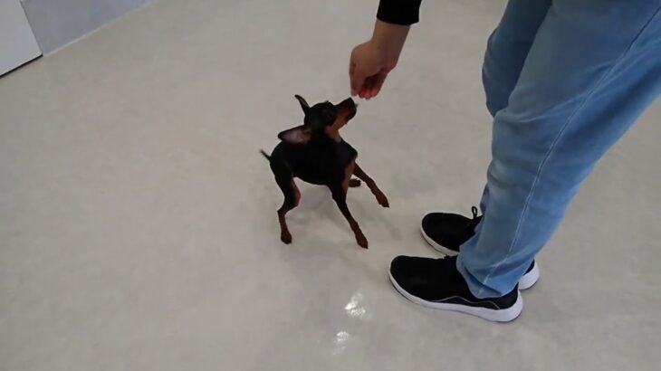 犬の幼稚園 古都ちゃんとトレーニング