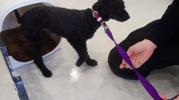 犬の幼稚園 ファランくんとトレーニング