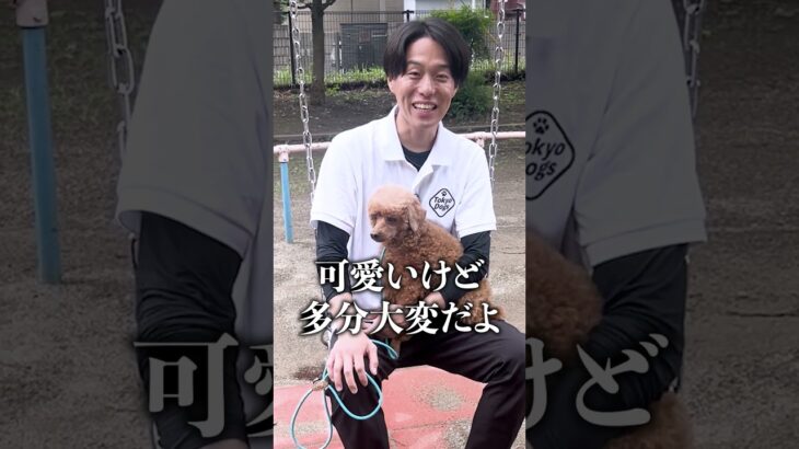 【犬しつけ】犬のテリトリー意識とは？