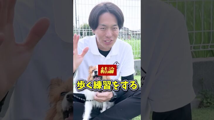 【犬しつけ】散歩の引っ張りを改善するためには？
