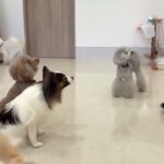 犬の幼稚園 ノエルくんとトレーニング