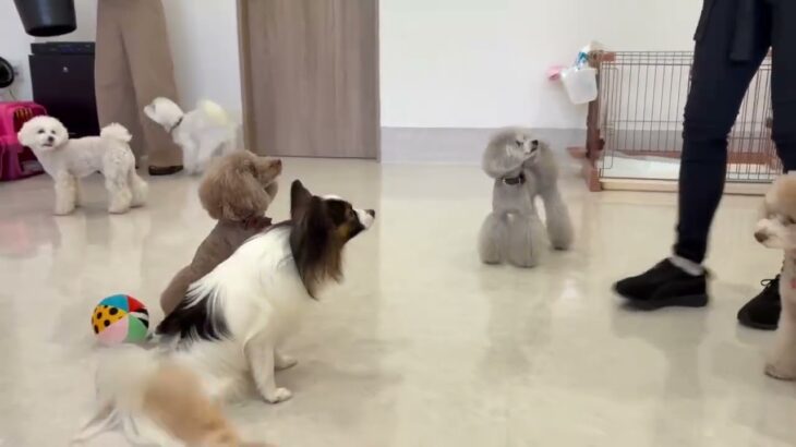 犬の幼稚園 ノエルくんとトレーニング
