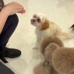 犬の幼稚園 エマちゃんとトレーニング