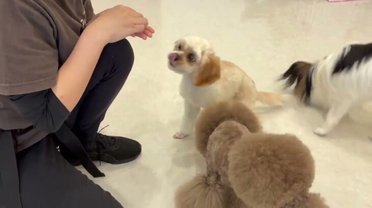 犬の幼稚園 エマちゃんとトレーニング