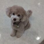 犬の幼稚園 ハニちゃんとトレーニング