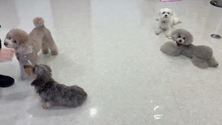 犬の幼稚園 源くんとトレーニング