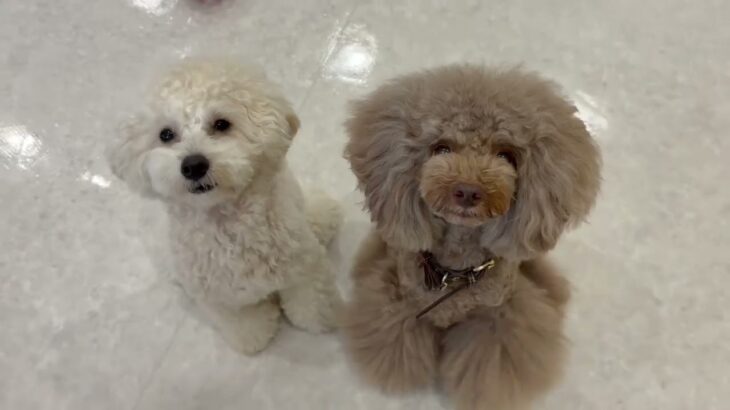 犬の幼稚園 アンジュちゃんとトレーニング