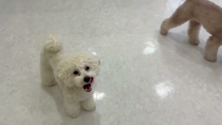 犬の幼稚園 ぽてとくんとトレーニング