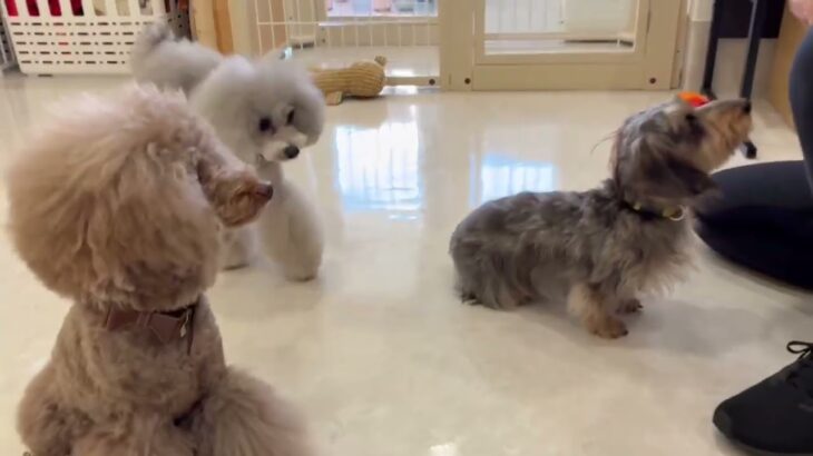 犬の幼稚園 ぎんくんとトレーニング