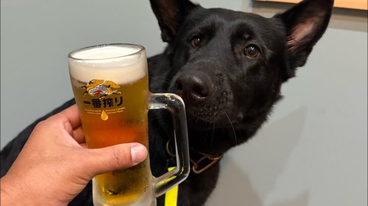 「犬の訓練」能ある鷹は爪を隠す🦅