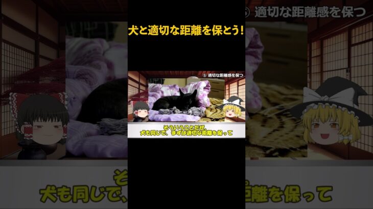 犬と適切な距離を保とう！　#犬 #犬の飼い方 #犬との暮らし #犬のしつけ #犬の気持ち #犬との仲良し #犬好き #ペット #動物 #ゆっくり解説