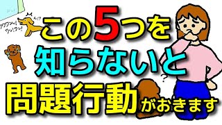 【完全版 犬 しつけ】しつけ迷子さん必見！この５つが全てです！犬のしつけエマチャンネル【犬のしつけ＠横浜】