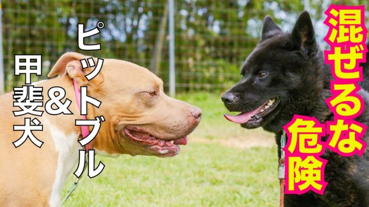 甲斐犬瑞稀ピンチ⁉️ピットブルとご対面