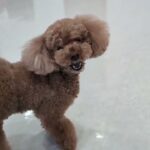 犬の幼稚園 ひなたくんとトレーニング