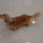 犬の幼稚園 凜ちゃんとトレーニング