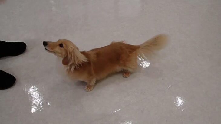 犬の幼稚園 凜ちゃんとトレーニング