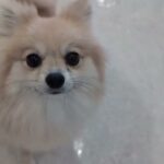 犬の幼稚園 ココアちゃんとトレーニング