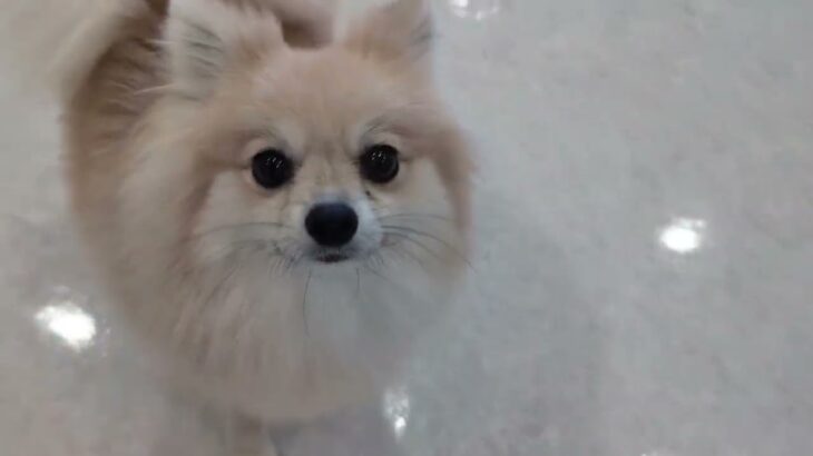 犬の幼稚園 ココアちゃんとトレーニング