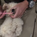 犬の幼稚園 ベルくんとトレーニング