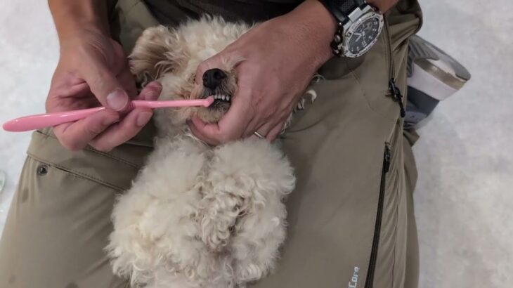 犬の幼稚園 ベルくんとトレーニング