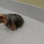 犬の幼稚園 あずちゃんとトレーニング
