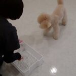 犬の幼稚園 レオくんとトレーニング