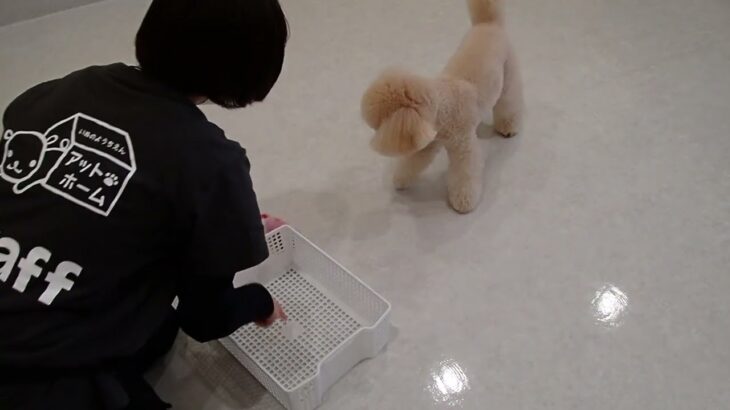 犬の幼稚園 レオくんとトレーニング